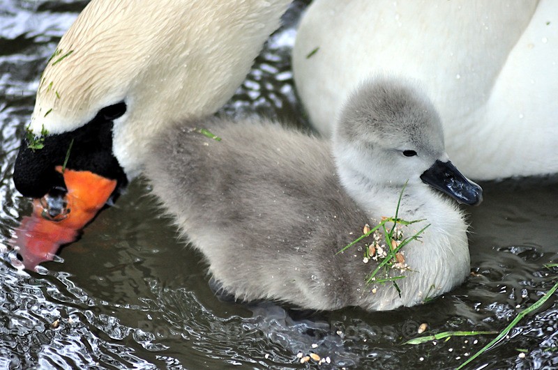  - White Swans and Cygnets