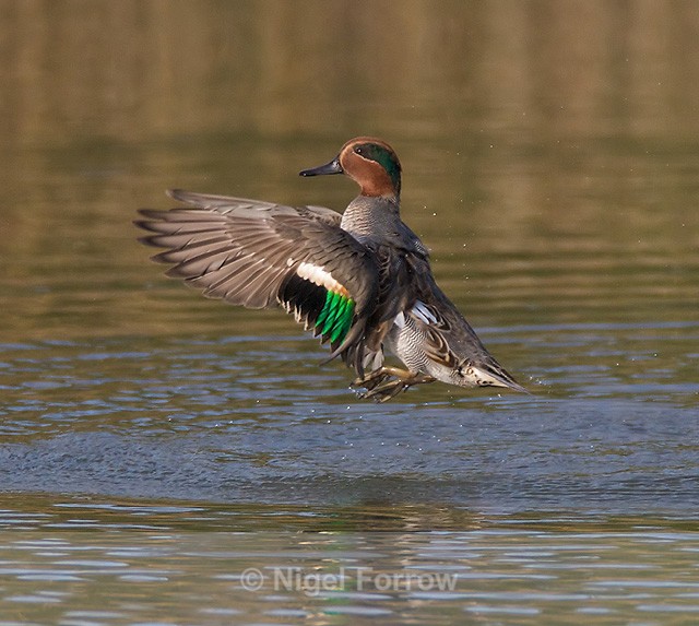 Teal (male) flapping its wings - Teal