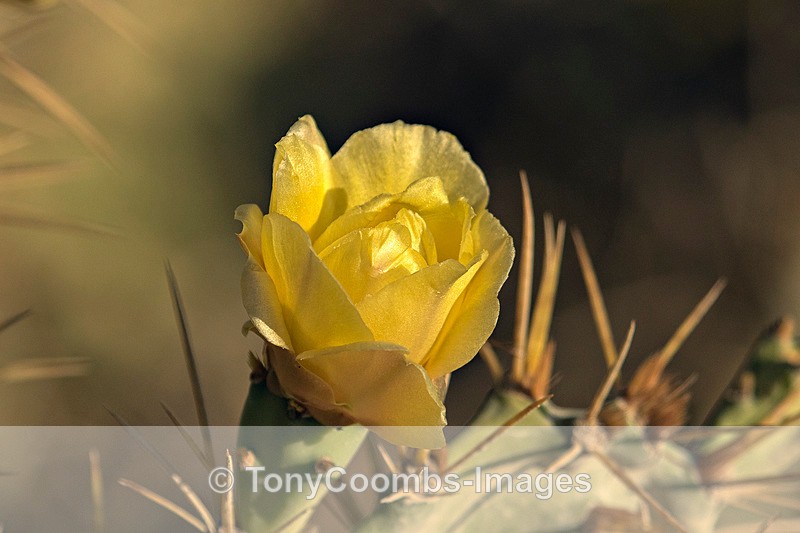 Prickly Pear Flower - Spain  2016