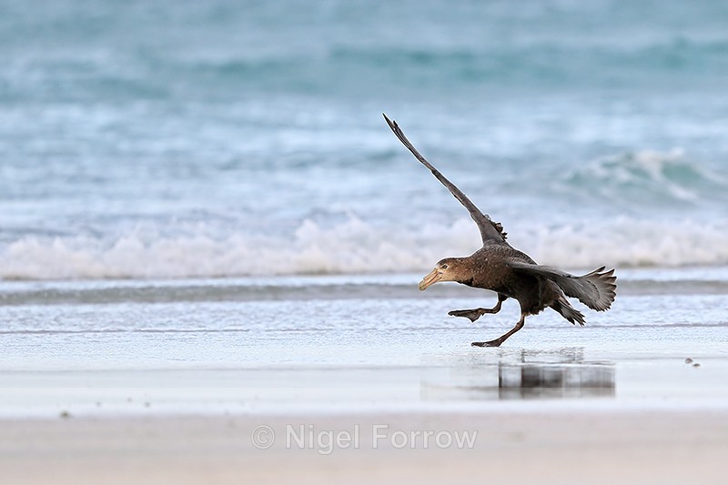 Southern Giant Petrel landing on beach, Volunteer Point, Falklands - Southern Giant Petrel