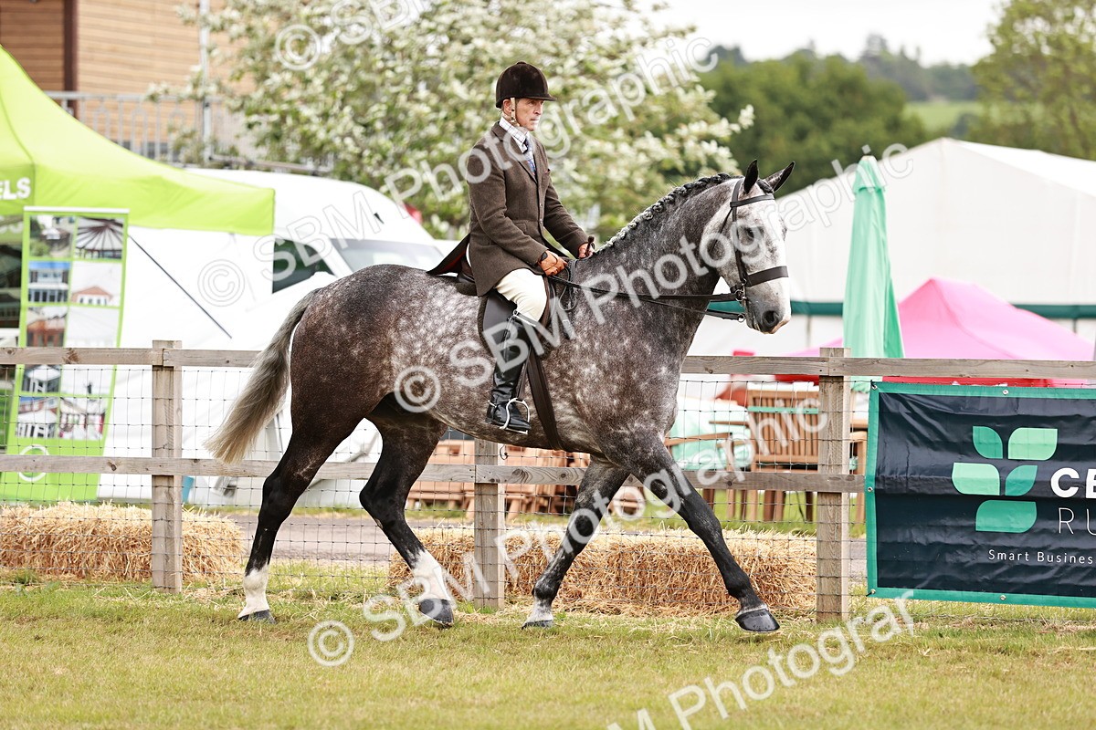 SBM_10907 - Class 81-84 - RIHS Ridden hunters Inc Ladies Hunter