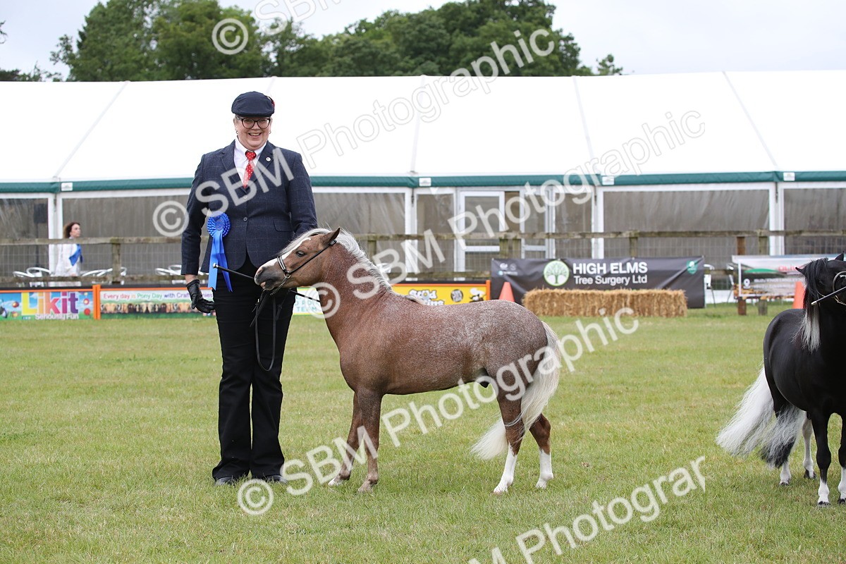 SBM_03831 - Class 23-25 - British Miniature Horse of the Year