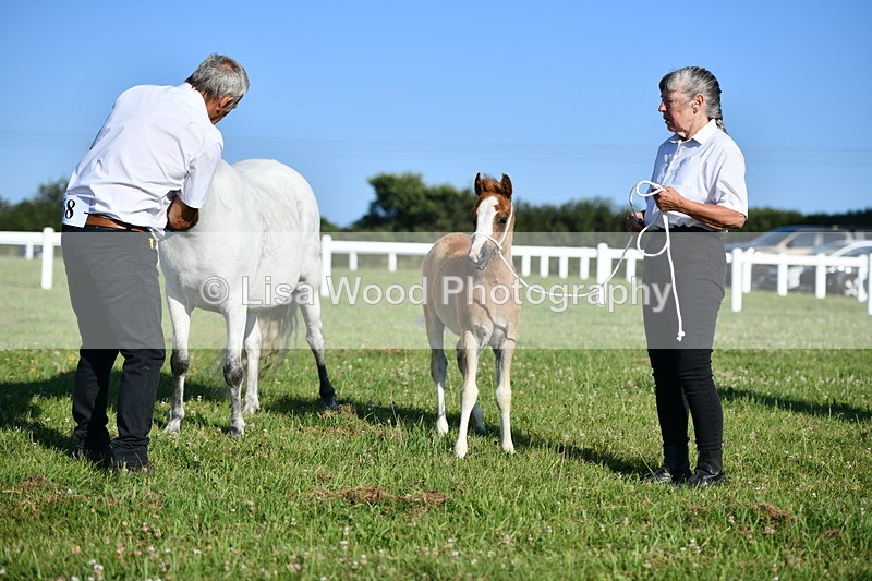 DSC_5289 - Classes 47 & 48: NPS M&M Brood Mare and Foal