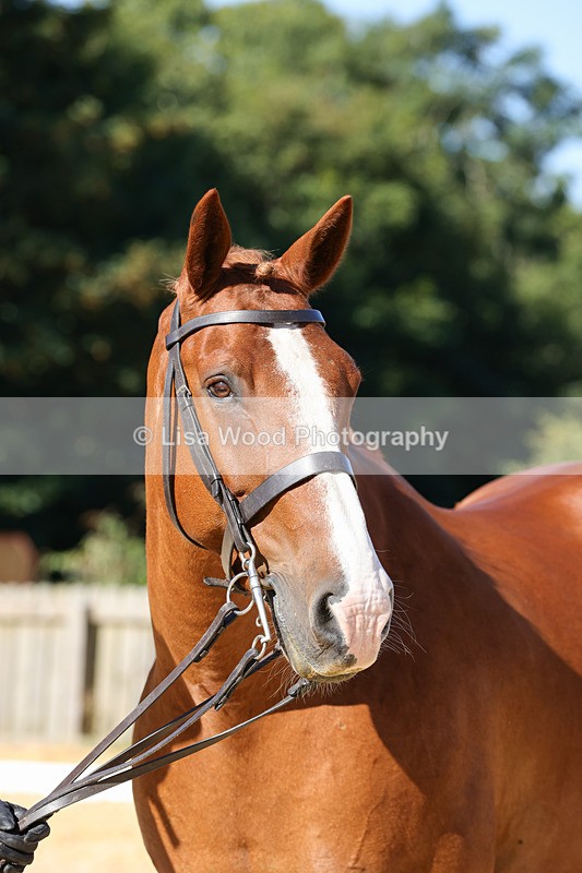 1X9A7819 - Class 9: Open Ridden Hunter