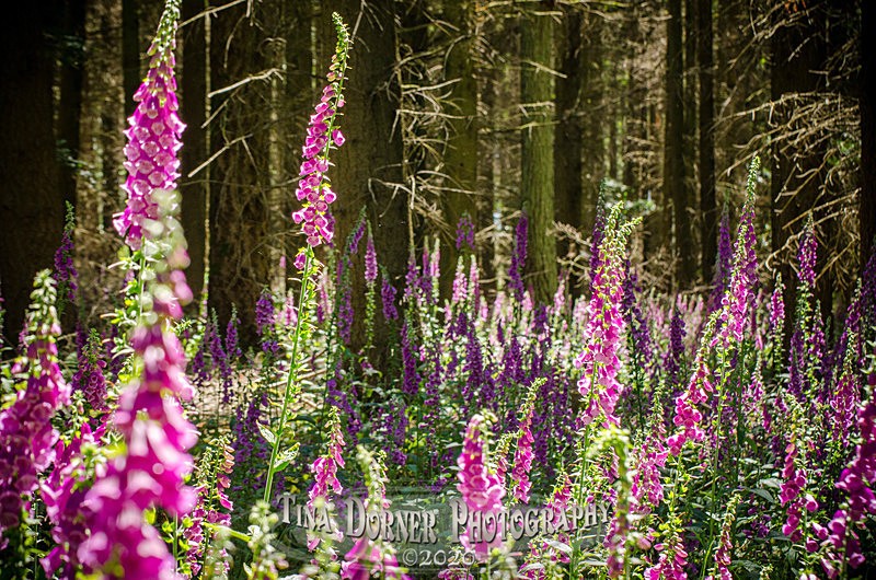 The Foxglove Fields nr. Speech House - Plants & Flowers