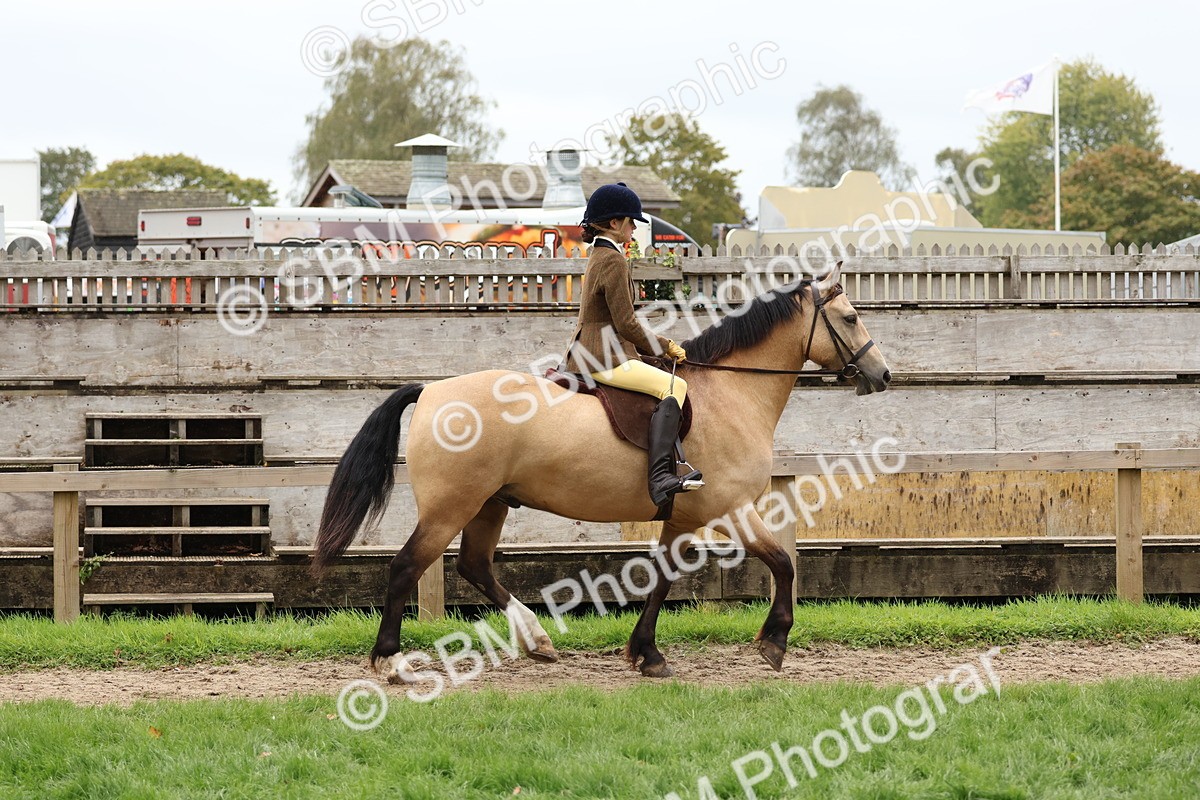 SBM_69539 - S62 - Mountain & Moorland Ridden Large Breeds