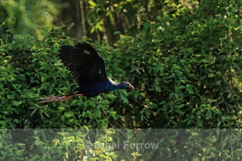 Purple Swamphen in flight, Gao Giong, Vietnam - Purple Swamphen