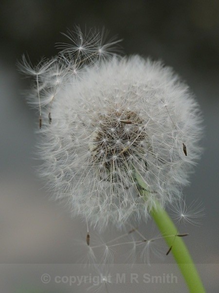5 past 12 - MACRO & CLOSE UPS 2