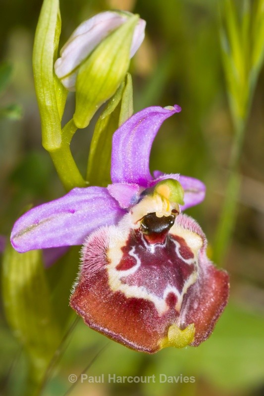 Calliantha's Orchid (Ophrys calliantha) - Orchids - Ophrys
