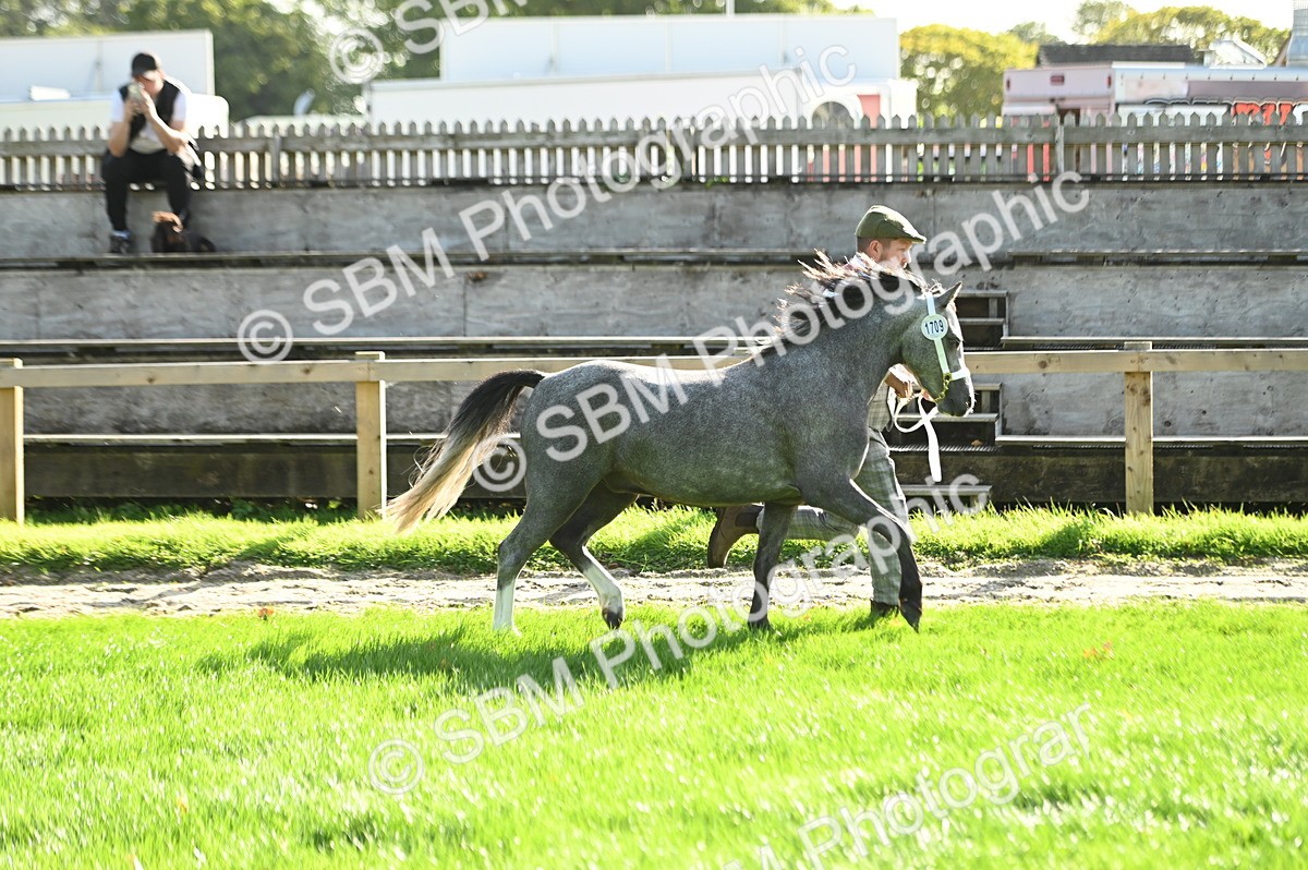 SBM_15875 - S1 - TSR in Hand Horse & Pony Showing