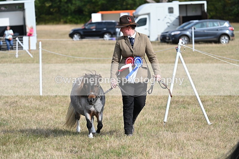 WJ7_8033 - In-hand Championship