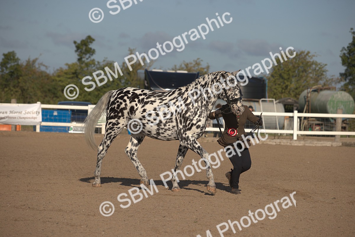 SBM_08393 - Class 401 - IH Veteran Horse