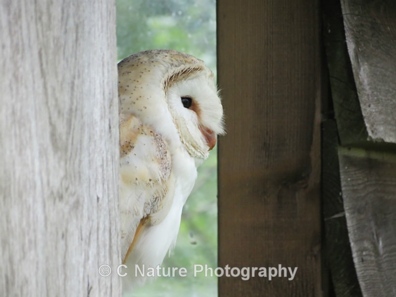 Barn Owl - Birds
