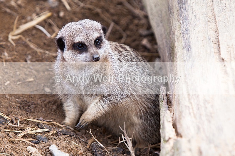 20120903-_MG_9953 - Captive Animals
