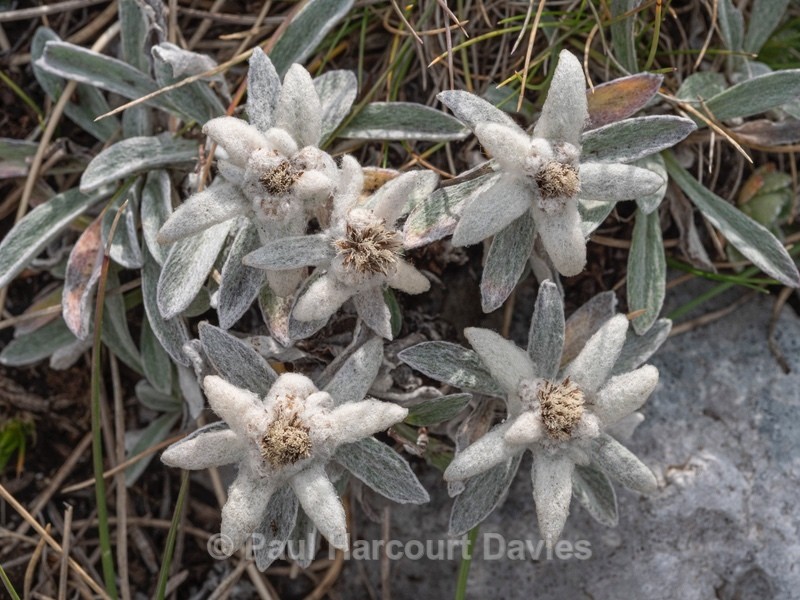 Apennine edelweiss (Leontopodium nivale - Flower Portraits