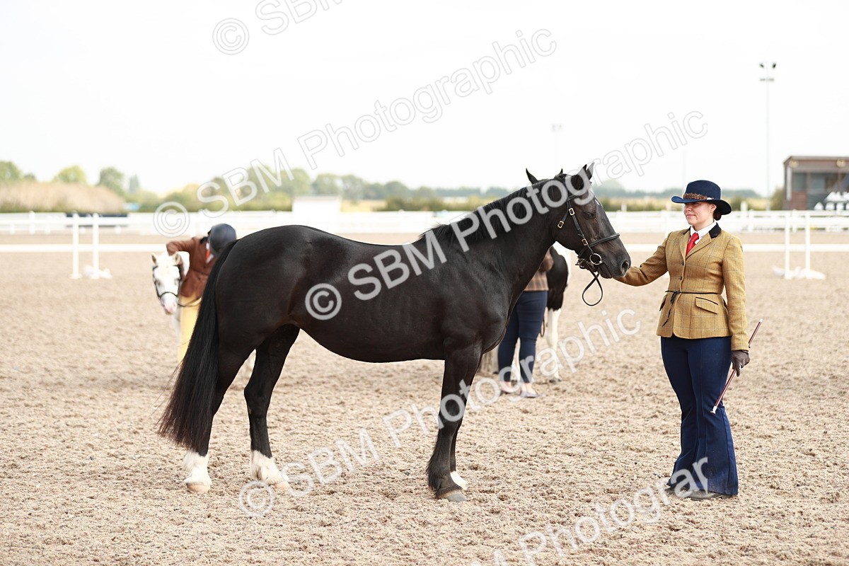 SBM_11901 - Class 206 IH Non Show Type Pony