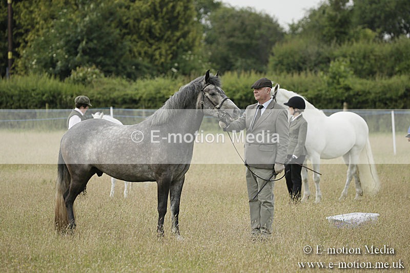 B230619-0157 - Bourne Valley Riding Club Summer Show 23/06/19
