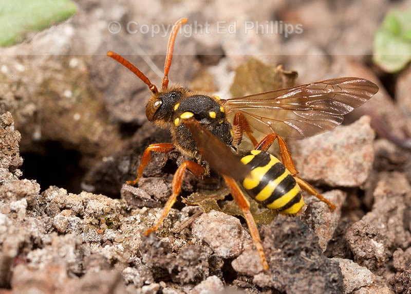 Nomada goodeniana (f)