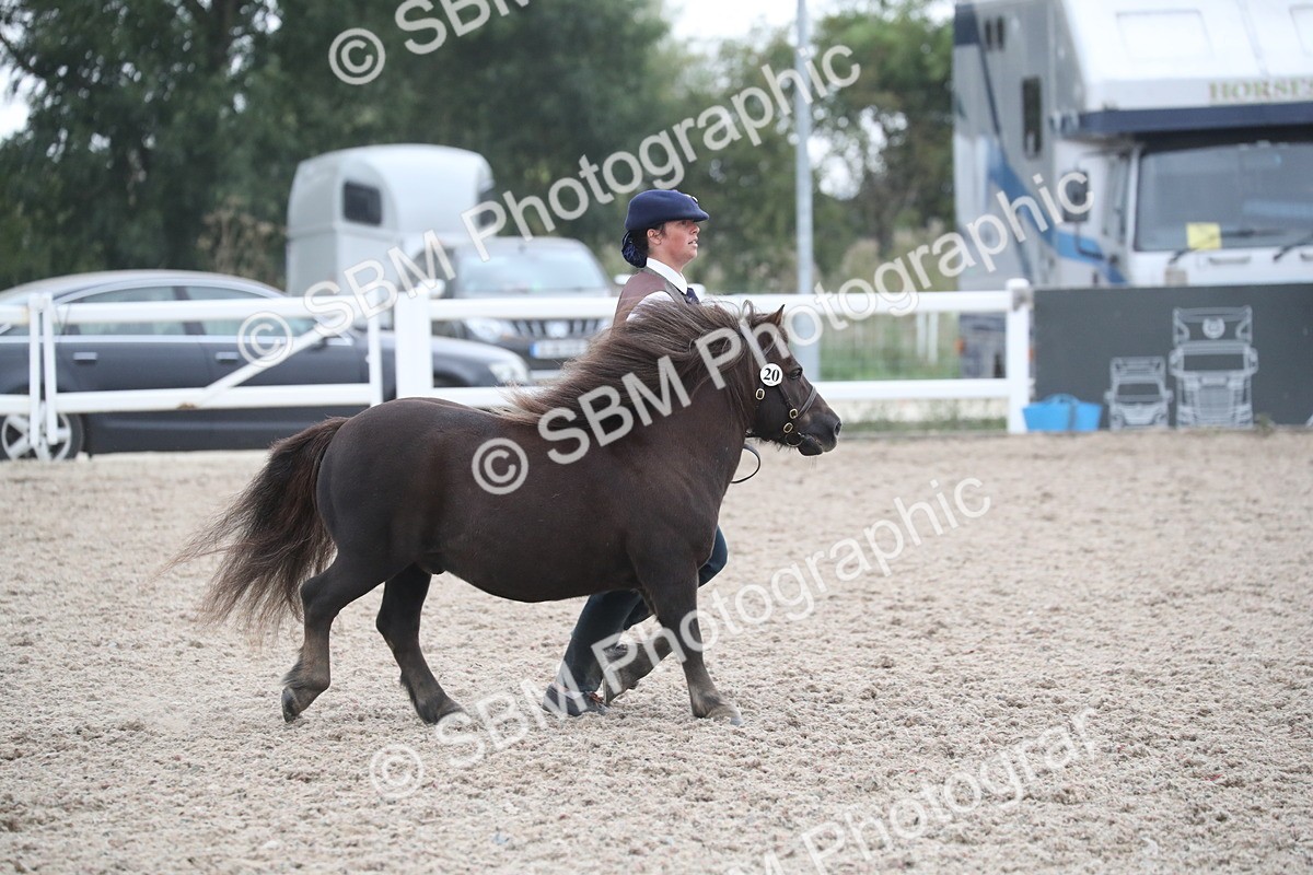 SBM_18030 - Class 317 IH Pure bred Horse/Pony