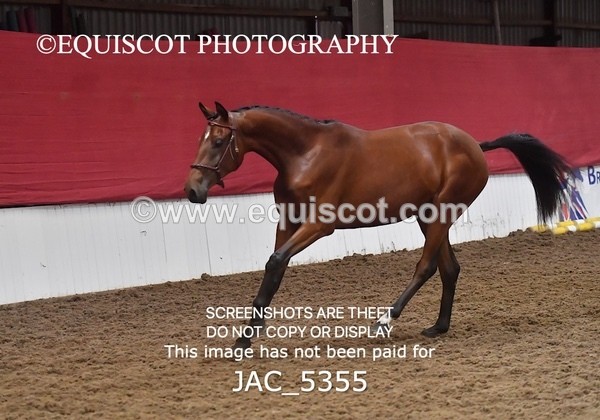 JAC_5355 - 7 L'Espirits Little Unicorn