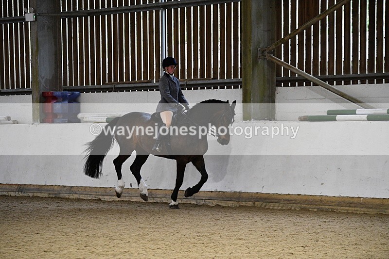 WJ5_8872 - Class 15 Ridden Show Horse