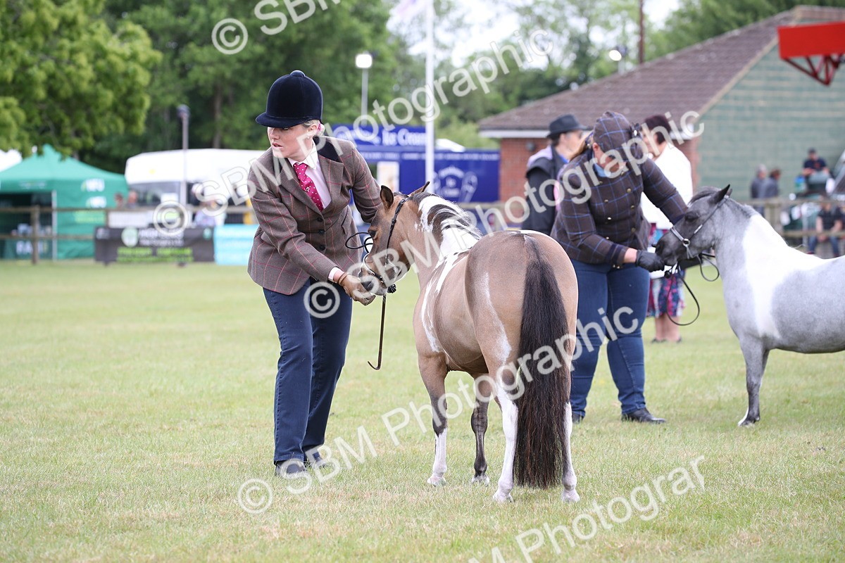 SBM_04007 - Class 23-25 - British Miniature Horse of the Year