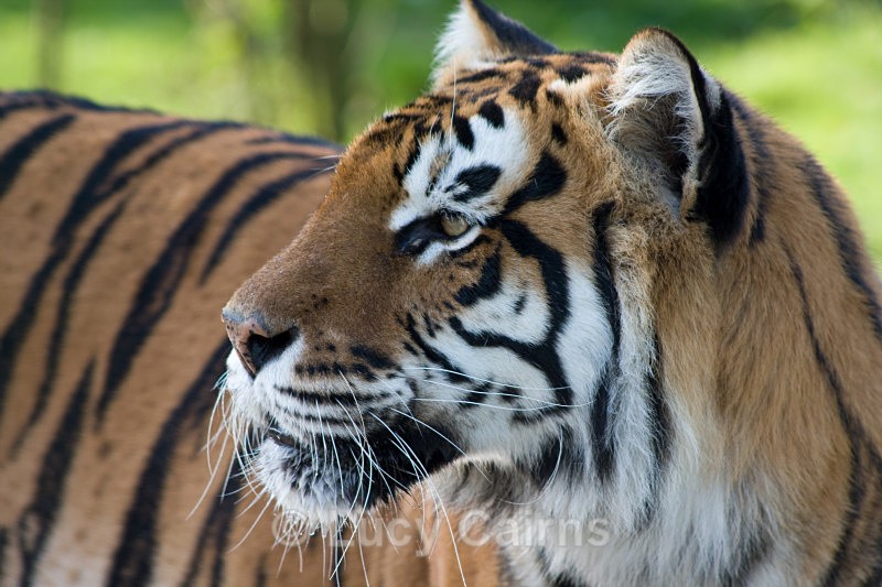  - Big Cats