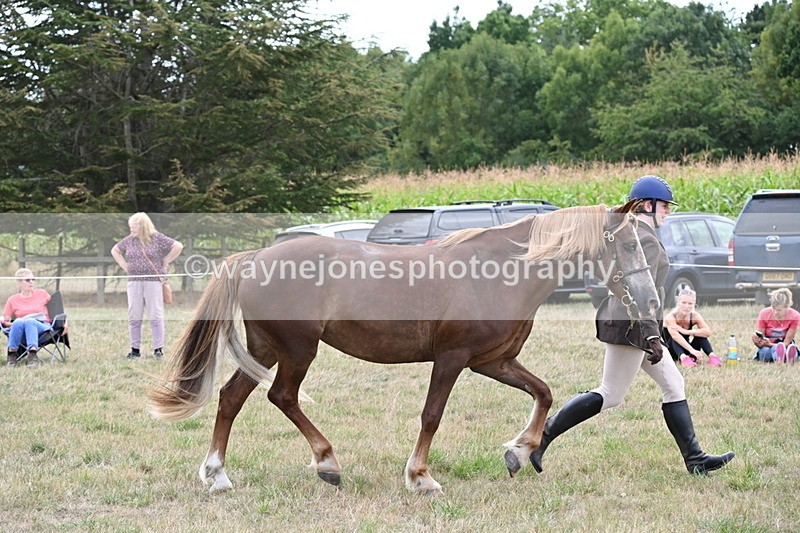 WJ6_6166 - Class 19 In-hand Veterans (Uploaded correct folder)