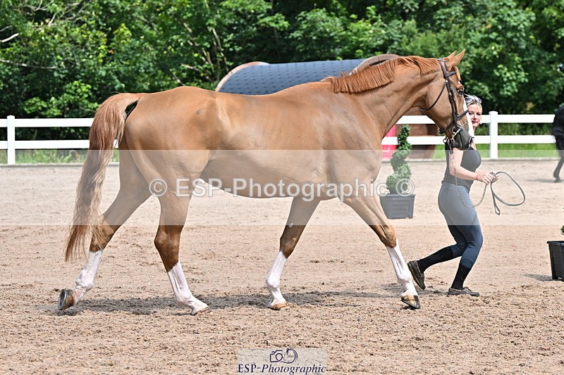 240718A-105251-01237 - Trot Up 12pm to 1pm