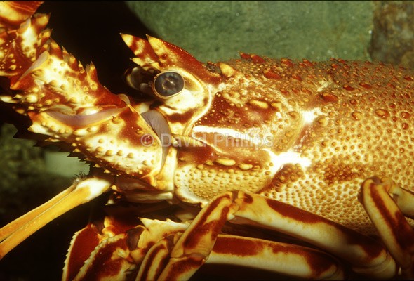 Crawfish - Marine Life