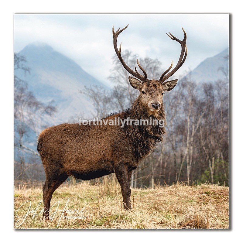  - Scottish Stags- picture