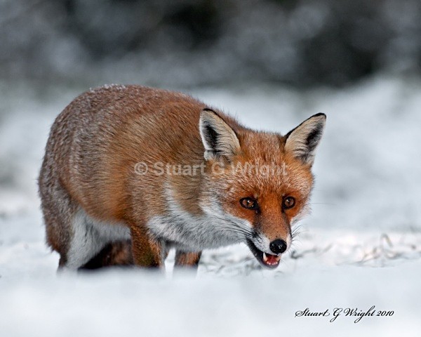 605 - Fox