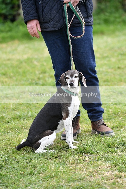 WJ5_0167 - Class 5 Best Veteran / 7 years & over