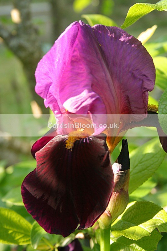Iris 1040 - IRISES