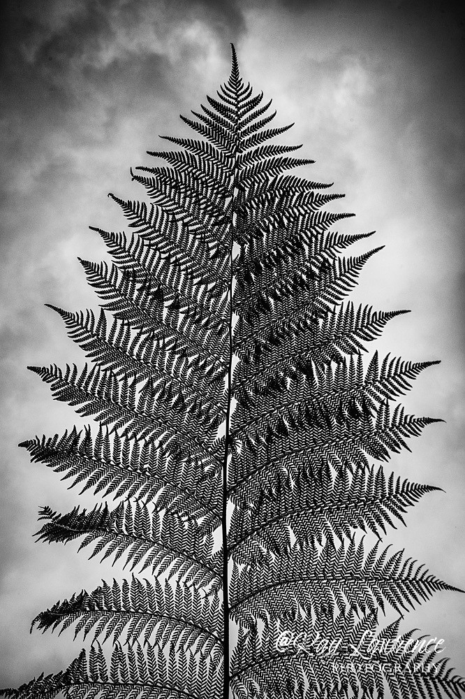 Skywards Fern Lost Gardens of Heligan-RLP32652 - Wildlife - Other