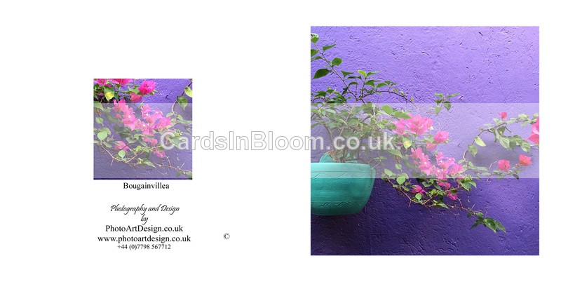 009 Bougainvillea - FLORAL GREETING CARDS