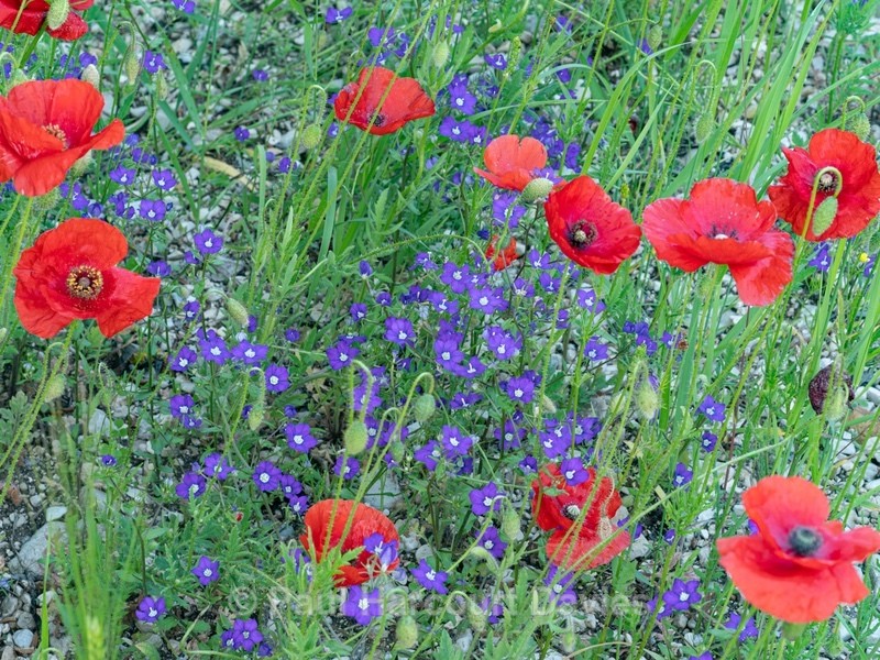 Red Field Poppies (Papaver rhoeas) with Venus' looking-glass (Legousia speculum-veneris - Flowers in the Landscape - 2