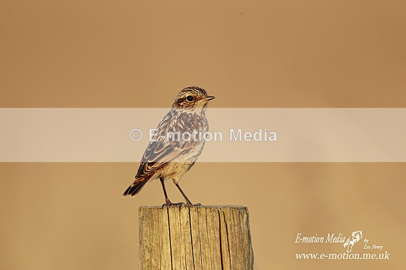 stonechat J 100812 10 - Nature