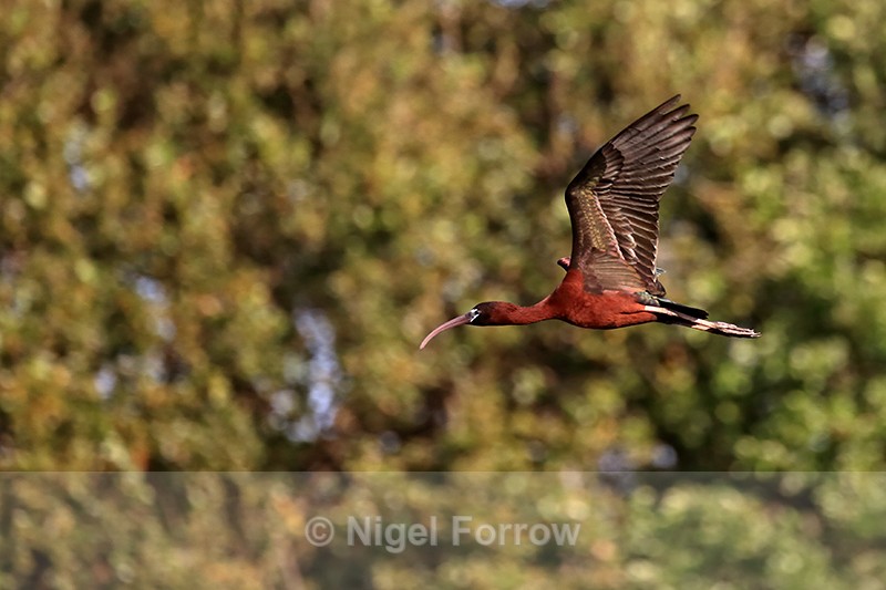 Flying Glossy Ibis (adult), Wakodahatchee Wetlands, Florida - Glossy Ibis