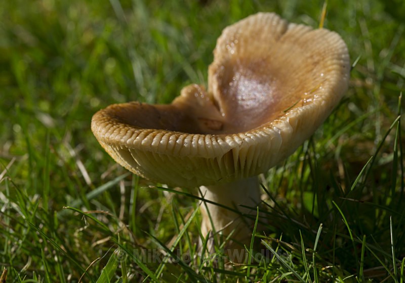 Fungi, Cholmondeley Castle, Cheshire - FUNGI (MUSHROOM) IMAGES