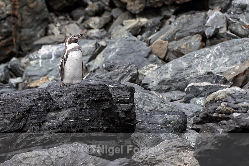 Humboldt Penguin standing on rock, Chile - Humboldt Penguin