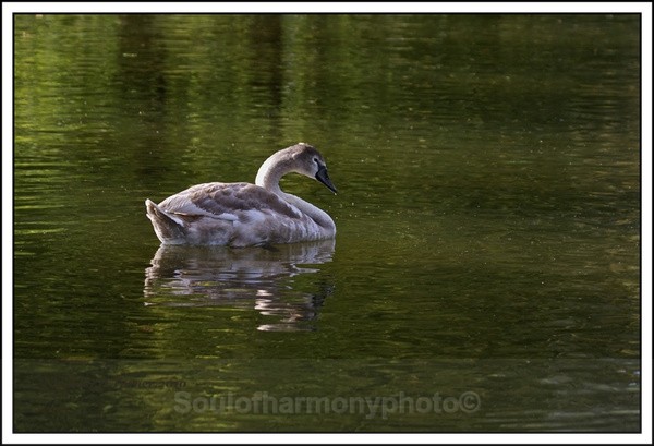 Cygnet. - Wildlife Wildlife