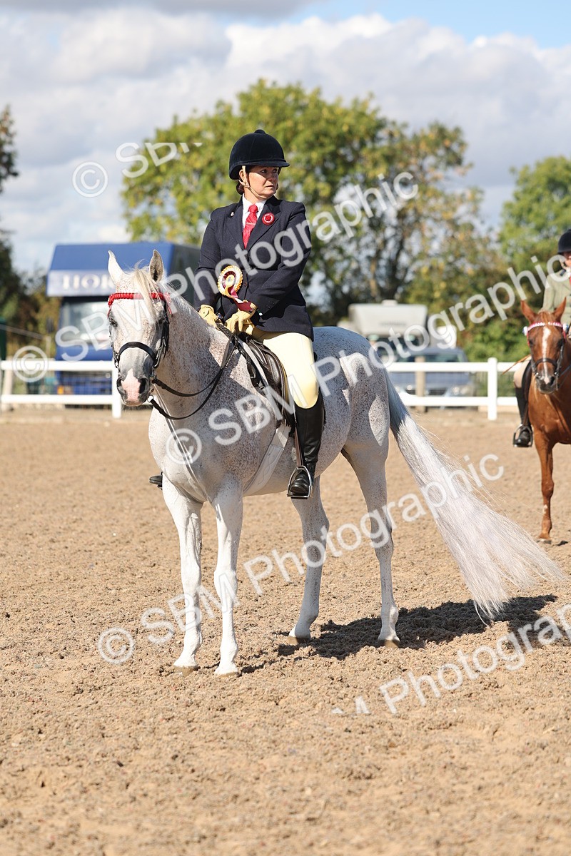 SBM_13128 - Class 305 - Ridden Foreign Breed Pure Bred