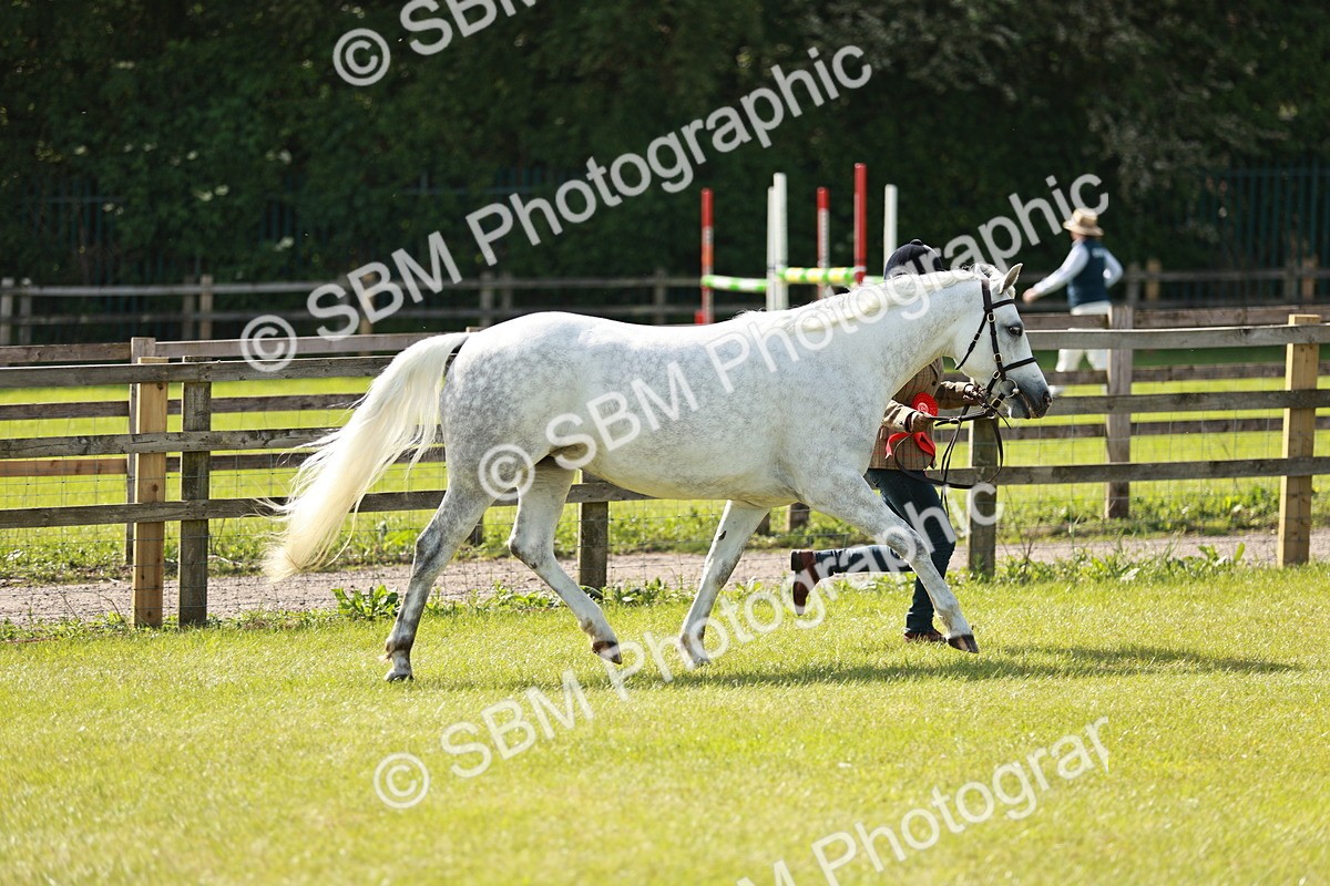 SBM_01712 - Class 14-23 - Mountain & Moorland In Hand Non Welsh