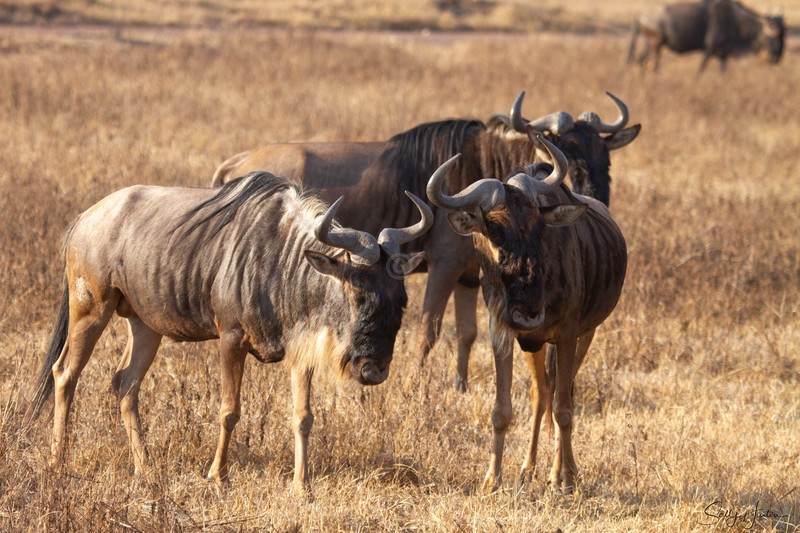 Wildebeest 4