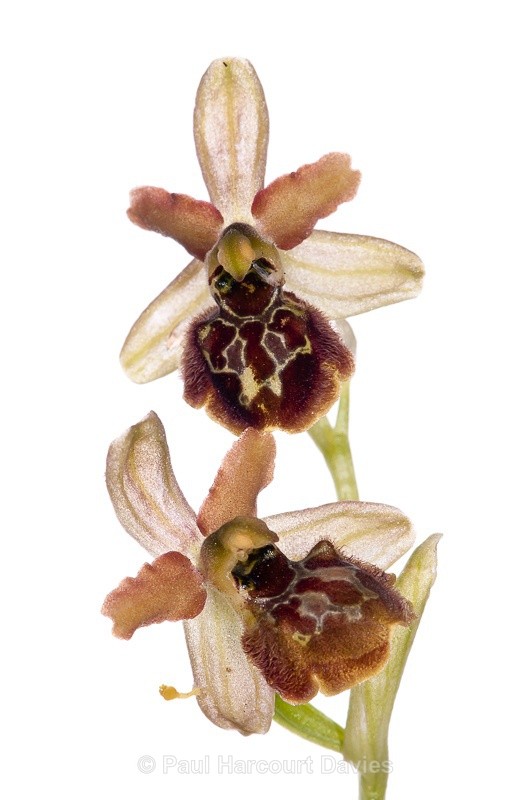  - WB: Orchids - Ophrys