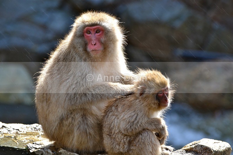 Sitting it out in the rain - Japanese wildlife - Snow Monkeys