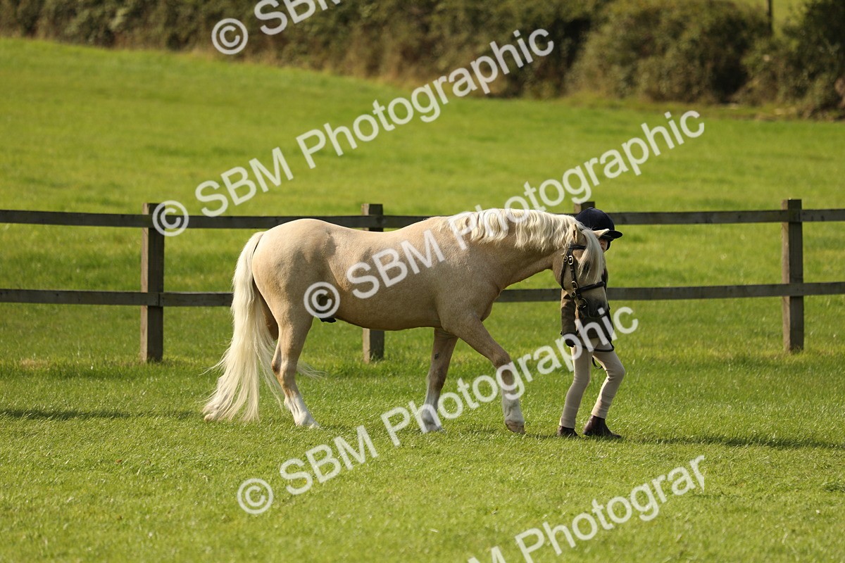 SBM_62379 - S46 - Mountain & Moorland In Hand Small Breeds