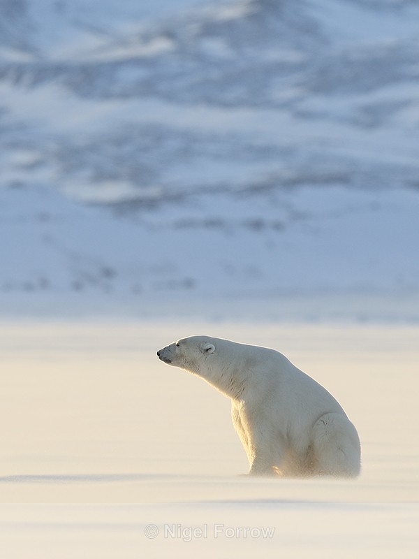 Male Polar Bear sitting, Svalbard, Norway - Polar Bear