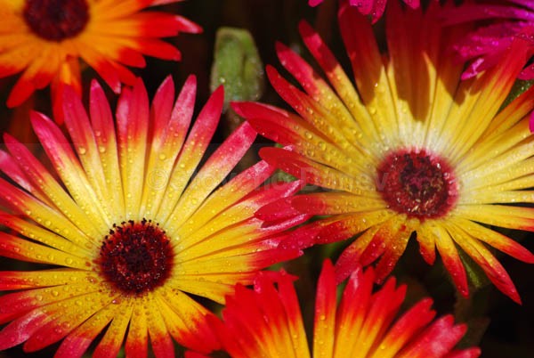 Livingstone Daisies - Flowers